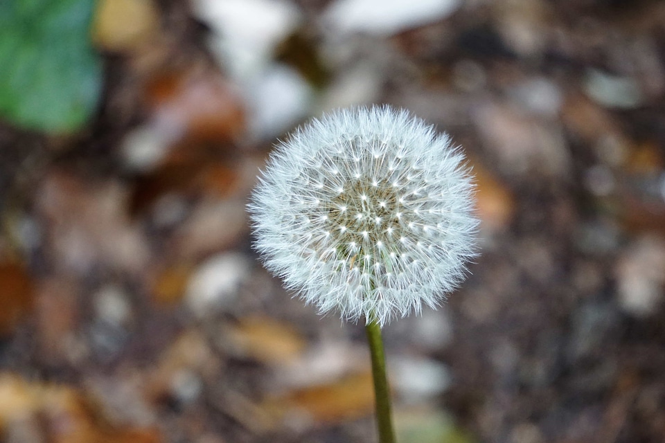 Beautiful Flowers bloom blooming