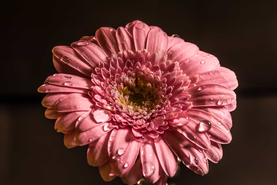 Beautiful beautiful flowers beautiful image