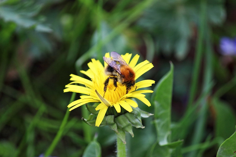Agriculture animal beautiful flowers