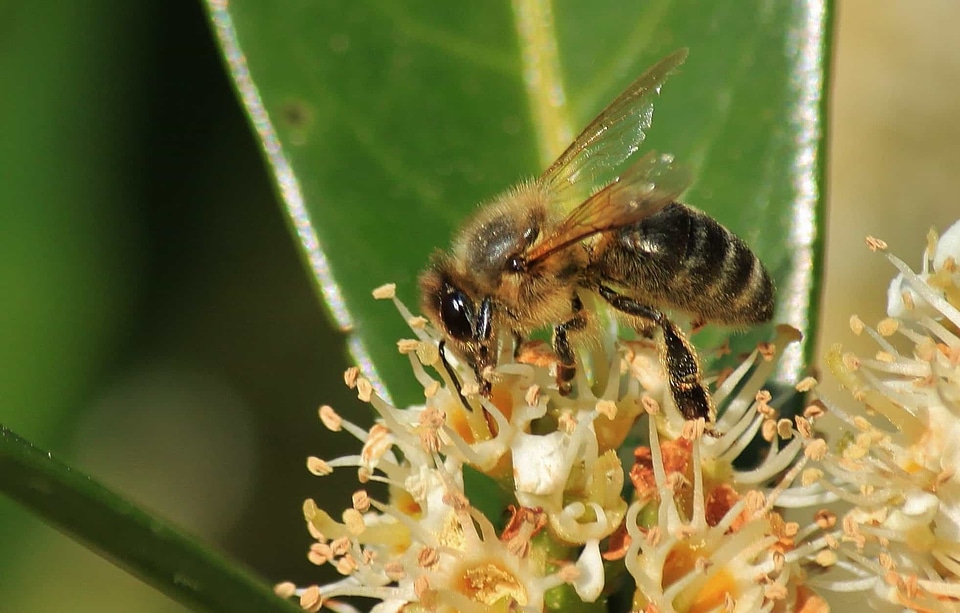 Animal arthropod beautiful flowers
