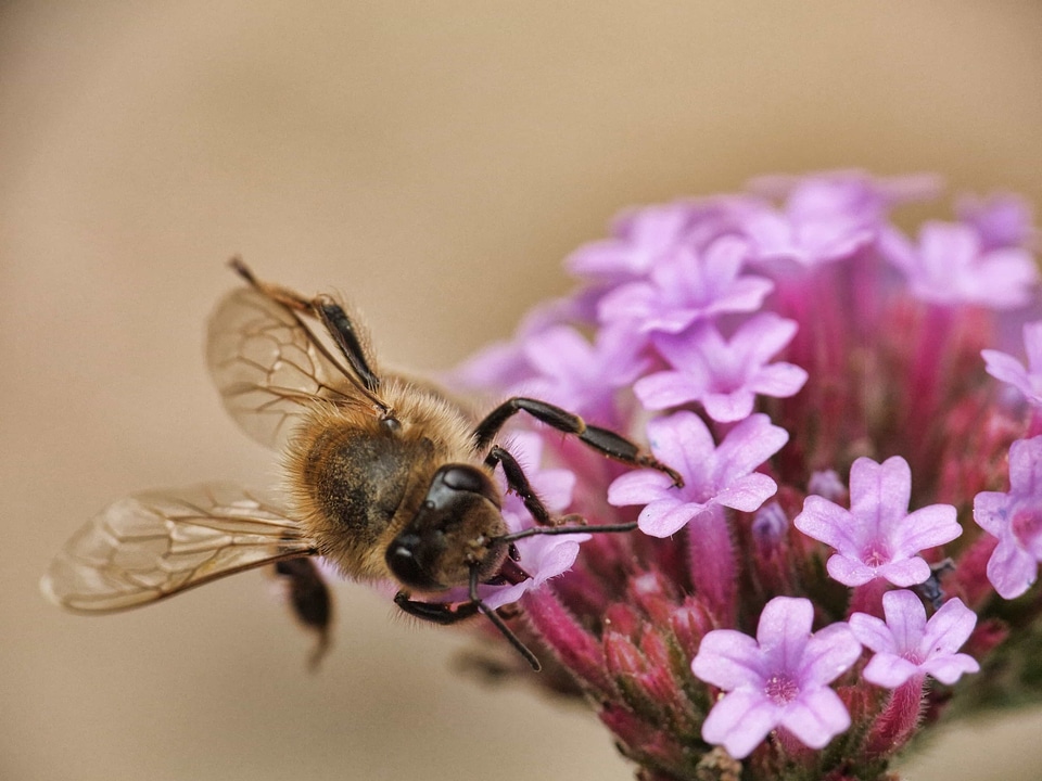 Animal arthropod beautiful flowers