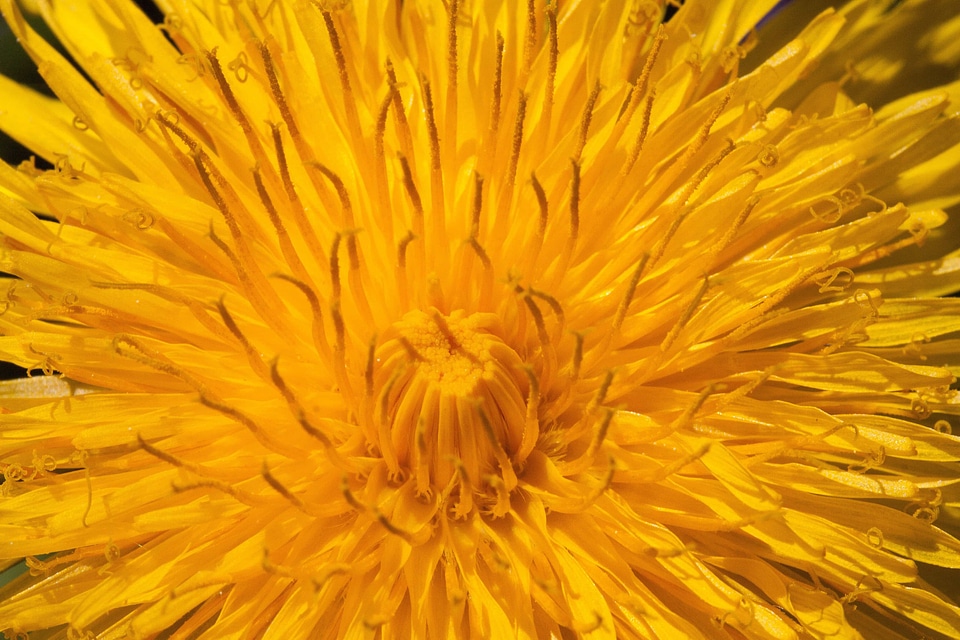 Beautiful Flowers bloom blooming