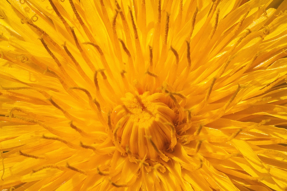 Beautiful Flowers bloom blooming