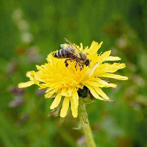 Animal arthropod beautiful flowers