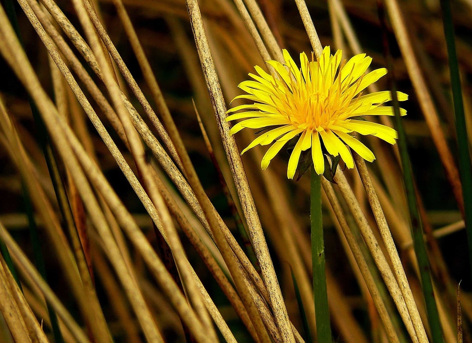 Beautiful Flowers blooming blossom