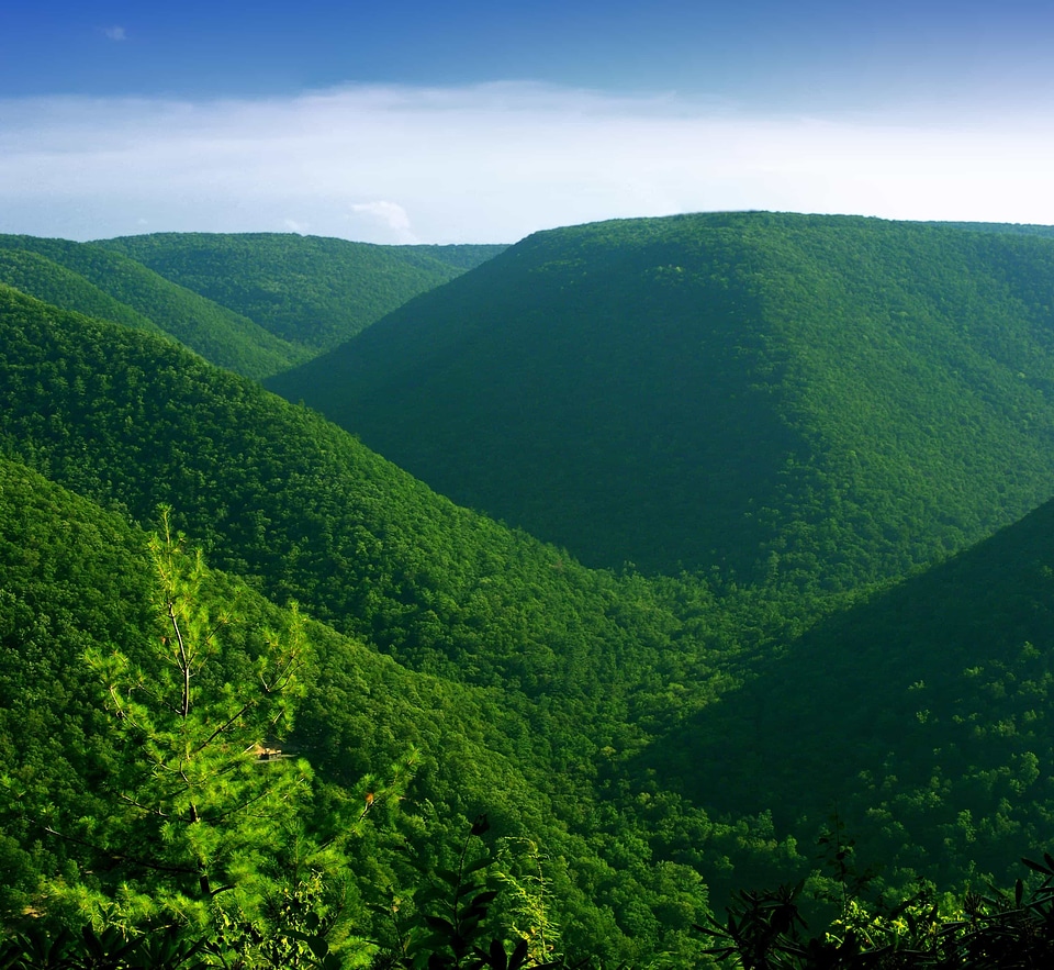 Beautiful distance forest