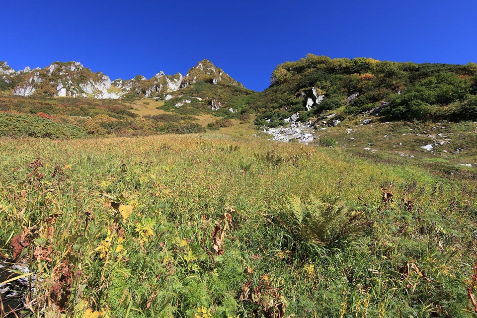 Countryside field foliage