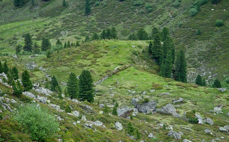 Branch conifer conifers