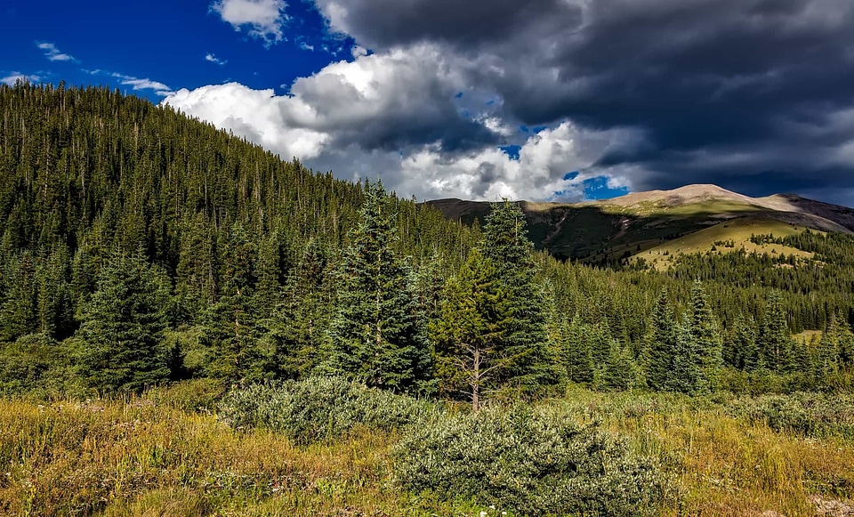 Autumn branch conifer