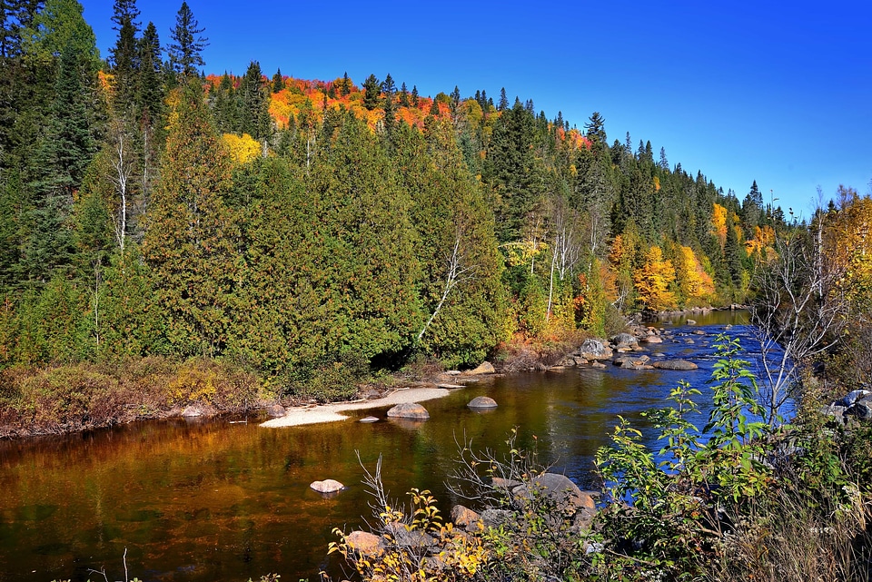 Autumn coast conifer