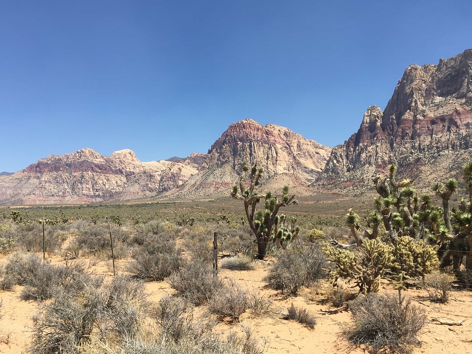 Bush cactus canyon