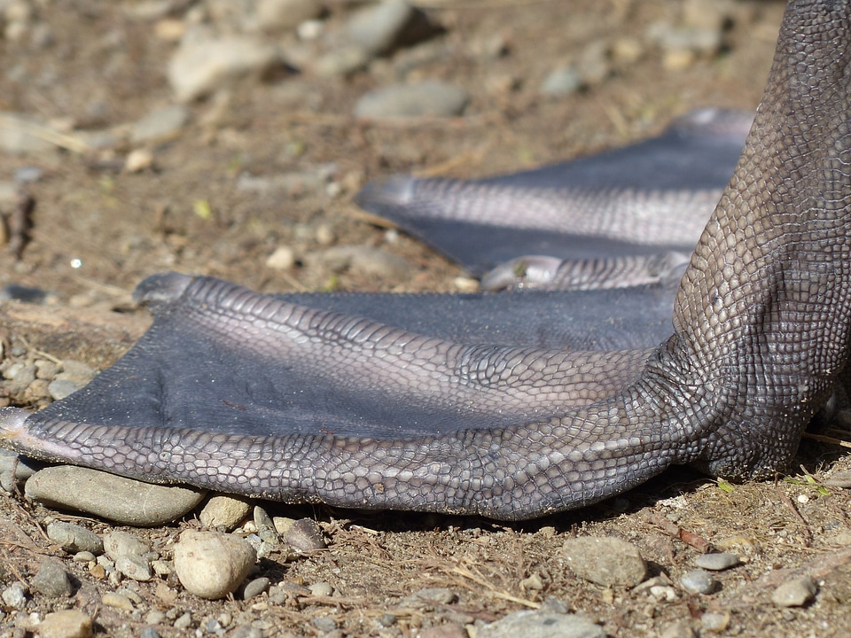 Animal cygnus olor anatidae
