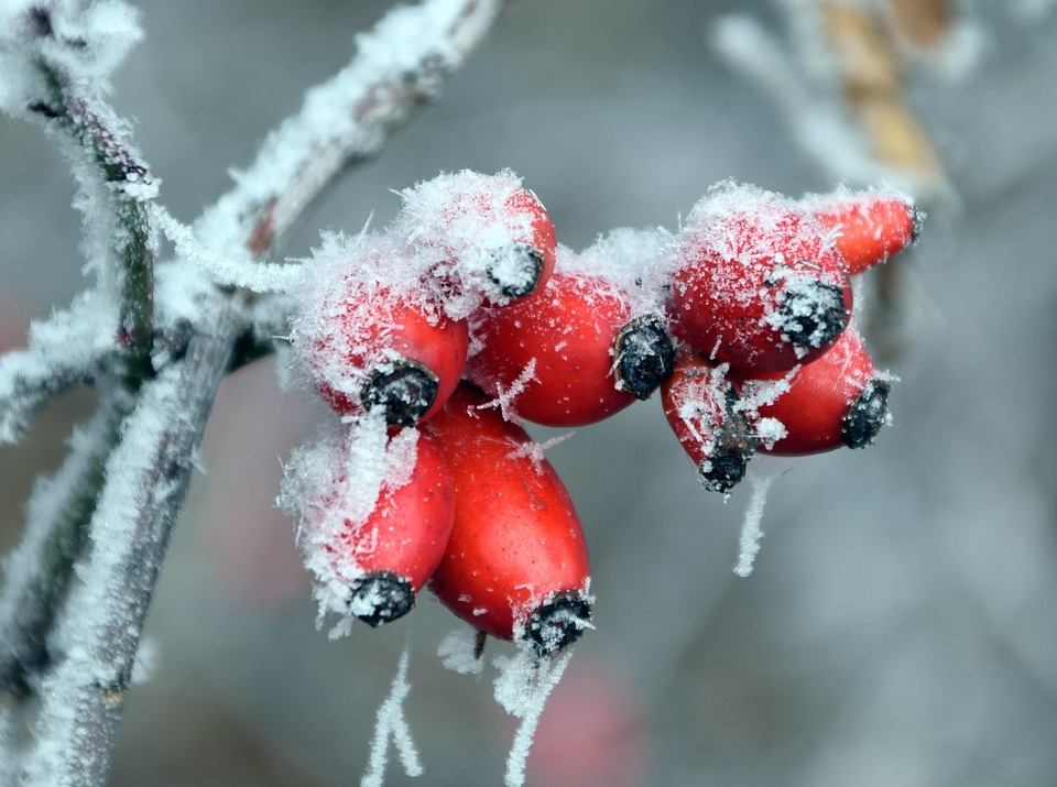 Beautiful Photo berry branch