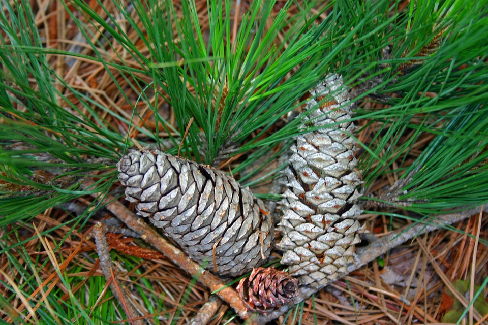 Branch flora evergreen
