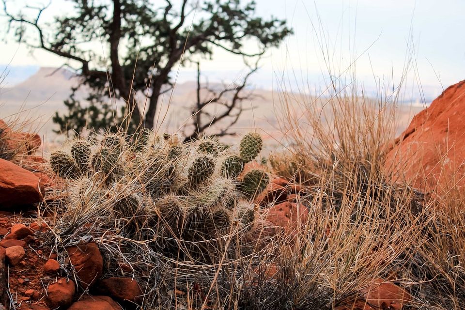 Area cactus canyon