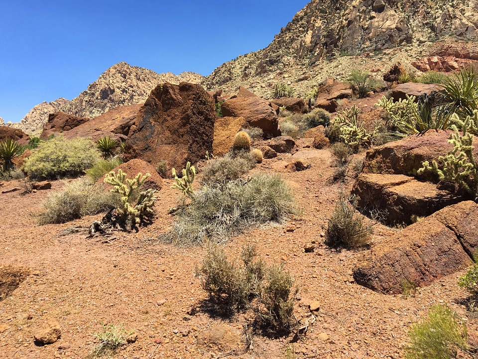 Area bush cactus photo