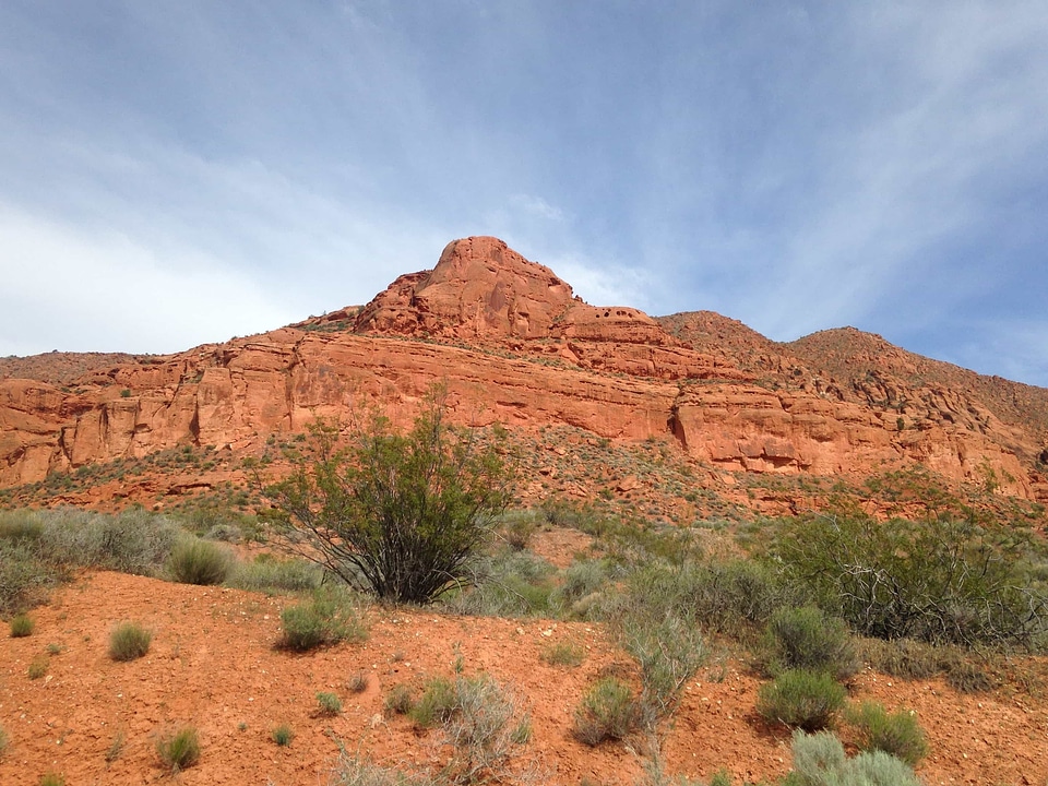 Area bush cactus photo