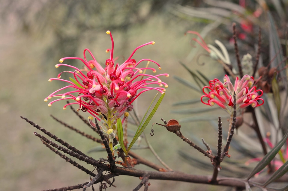 Bloom blooming blossom