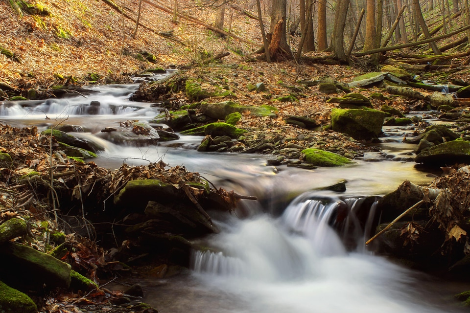 Creek ecology environment