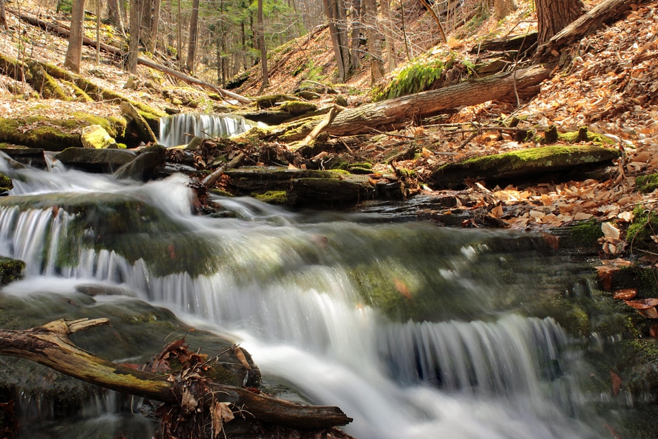 Creek ecology environment