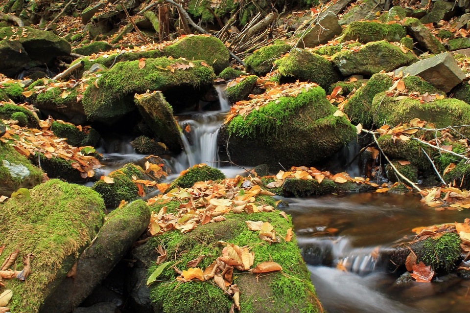 Creek ecology environment