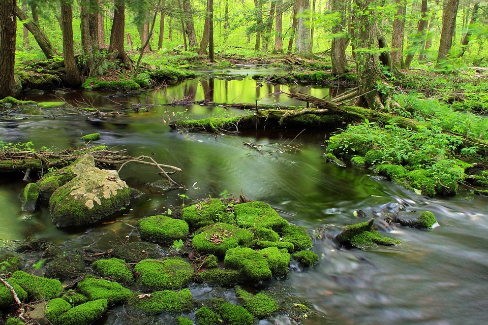 Creek ecology environment