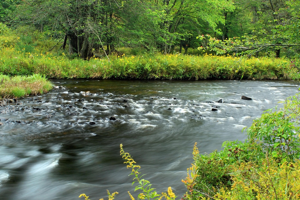 Creek ecology environment