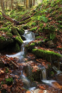 Creek ecology environment