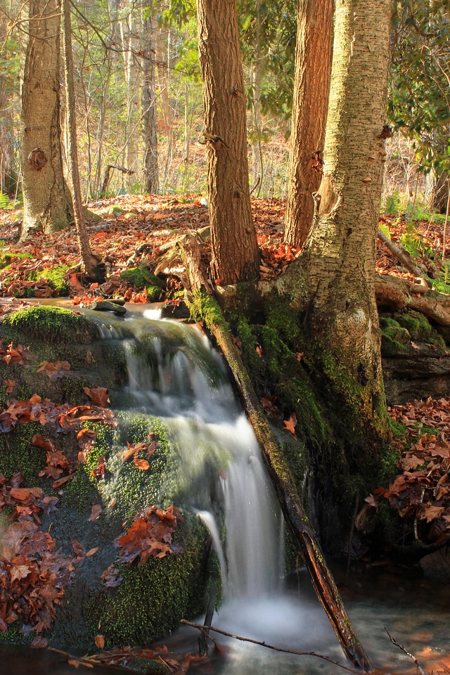 Creek ecology environment photo