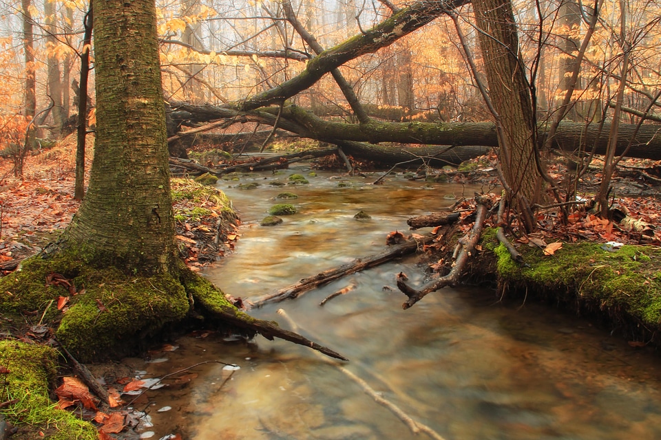 Autumn creek ecology