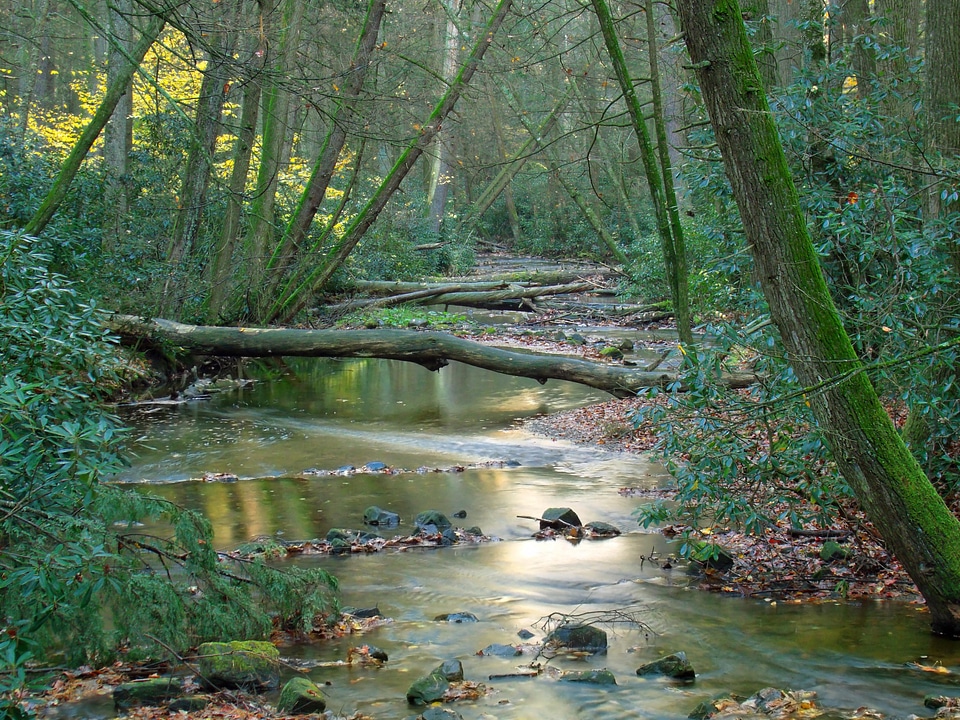 Creek ecology environment