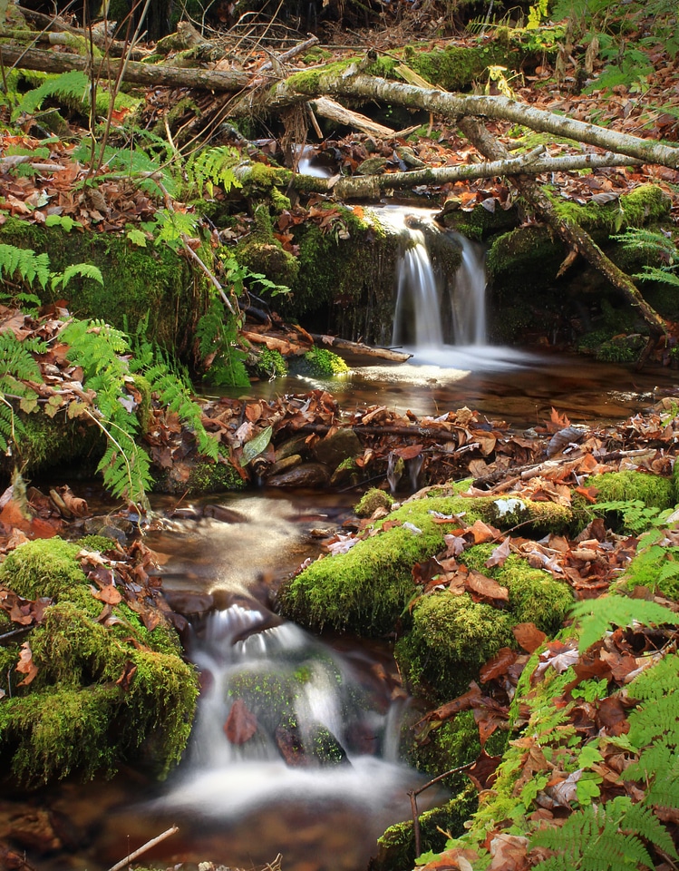 Creek ecology environment