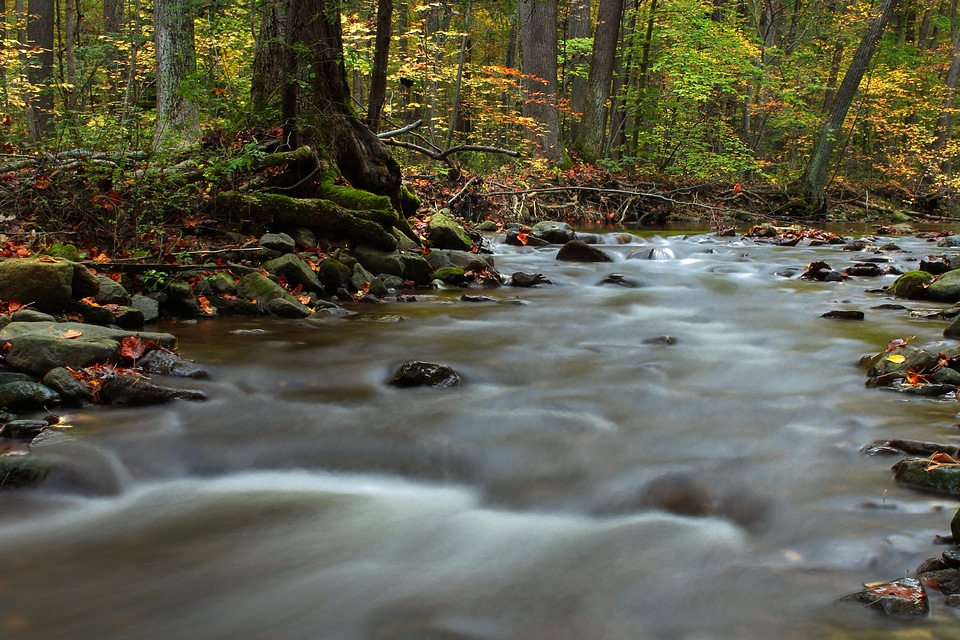 Creek ecology environment