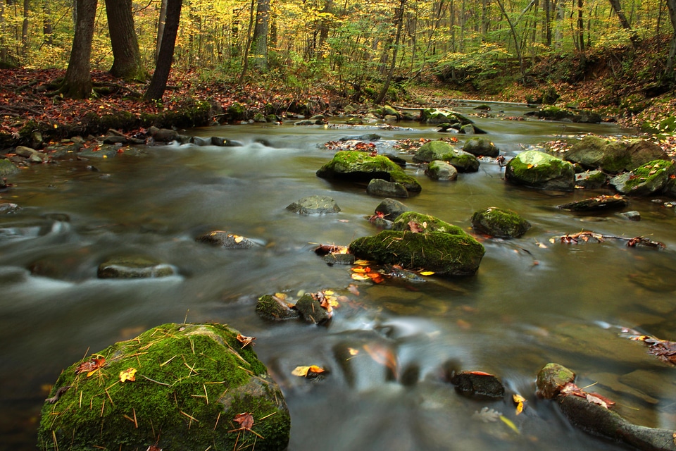 Aquatic beautiful photo branch