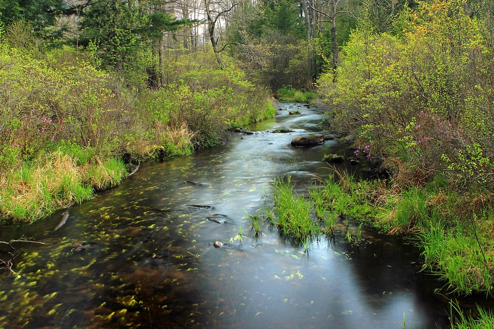 Beautiful creek ecology