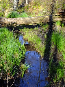 Aquatic creek ecology photo