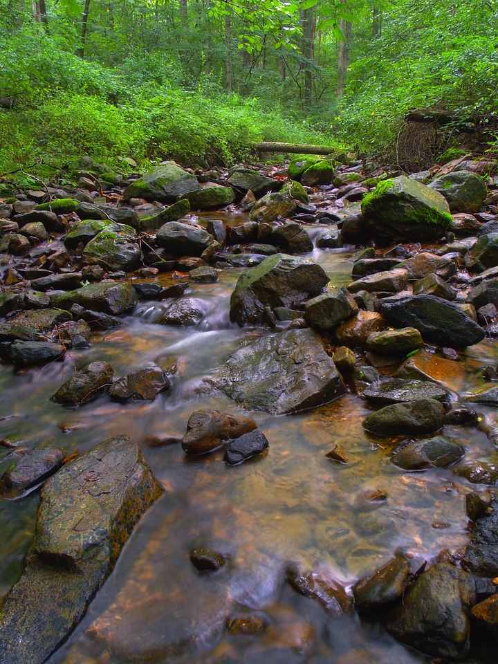 Aquatic creek ecology