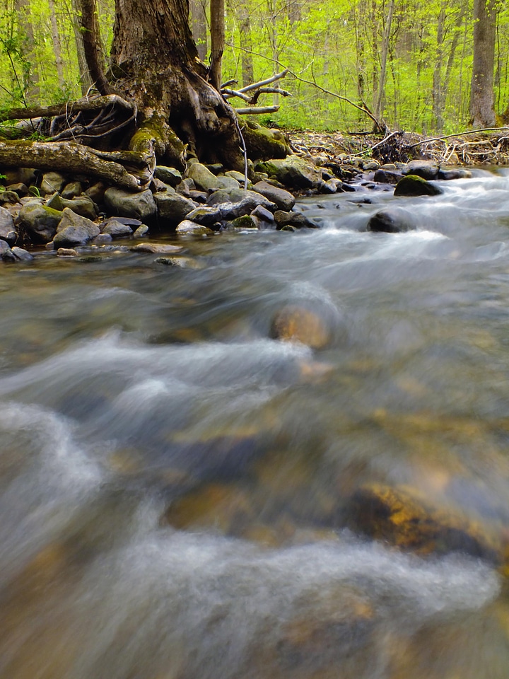 Creek ecology environment