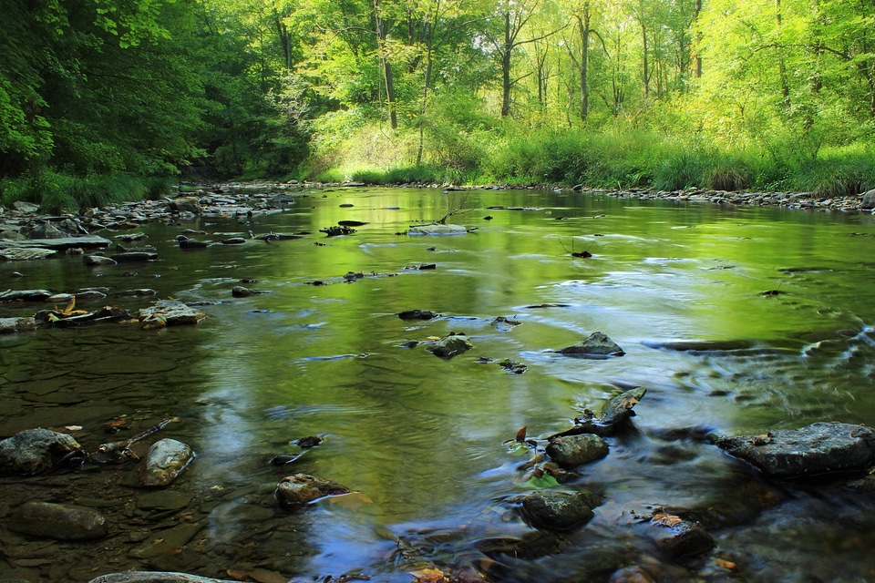 Aquatic creek ecology