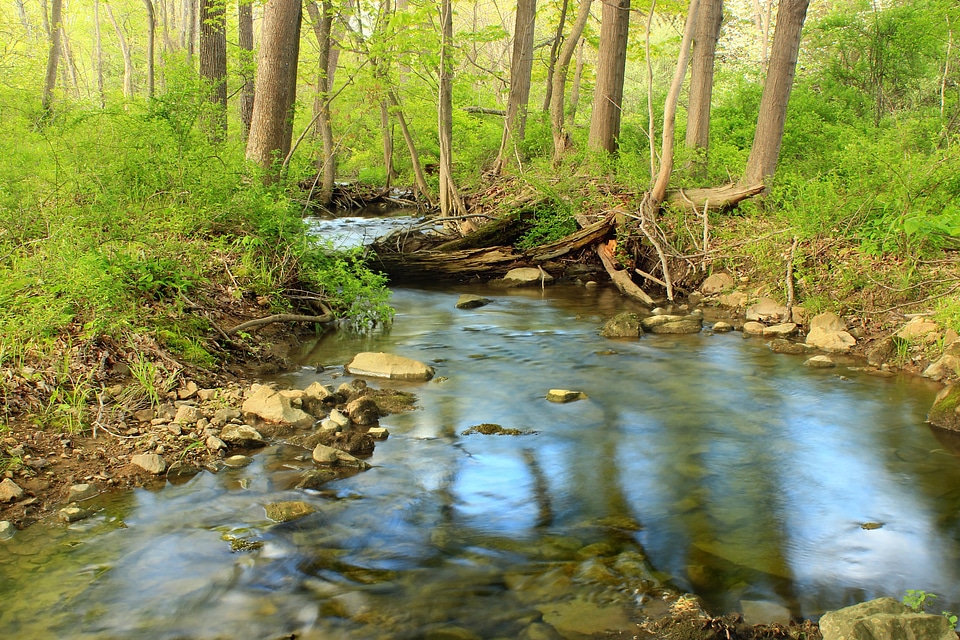 Creek ecology environment photo