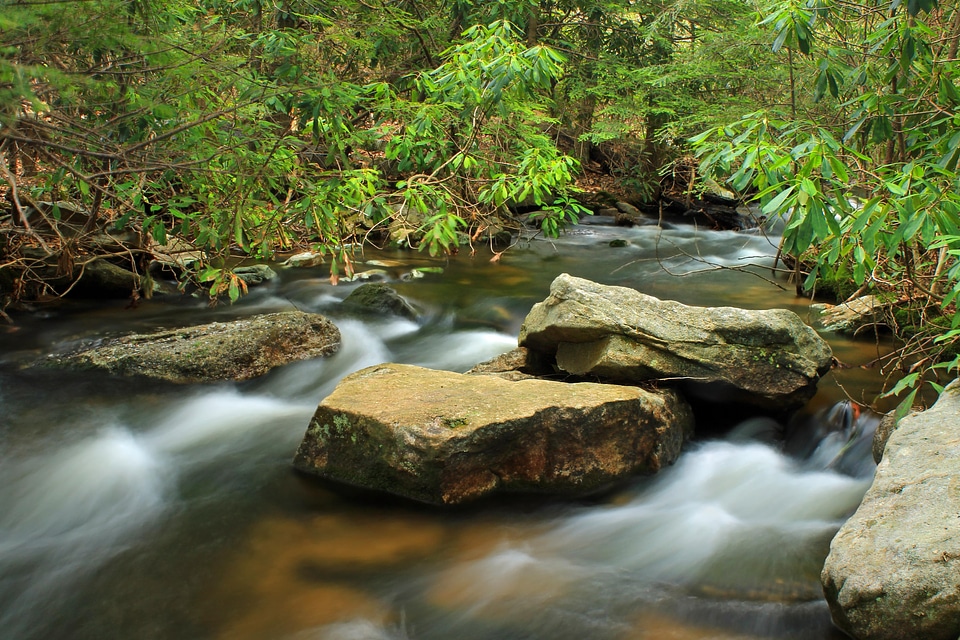 Creek ecology environment