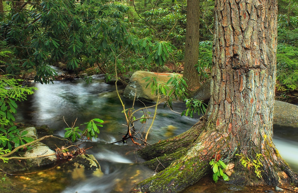 Alligator creek ecology