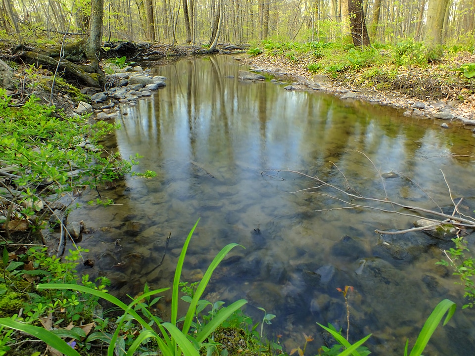 Creek ecology environment