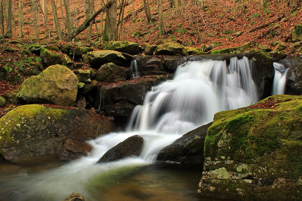 Creek ecology environment