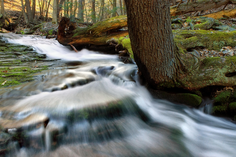 Creek environment forest