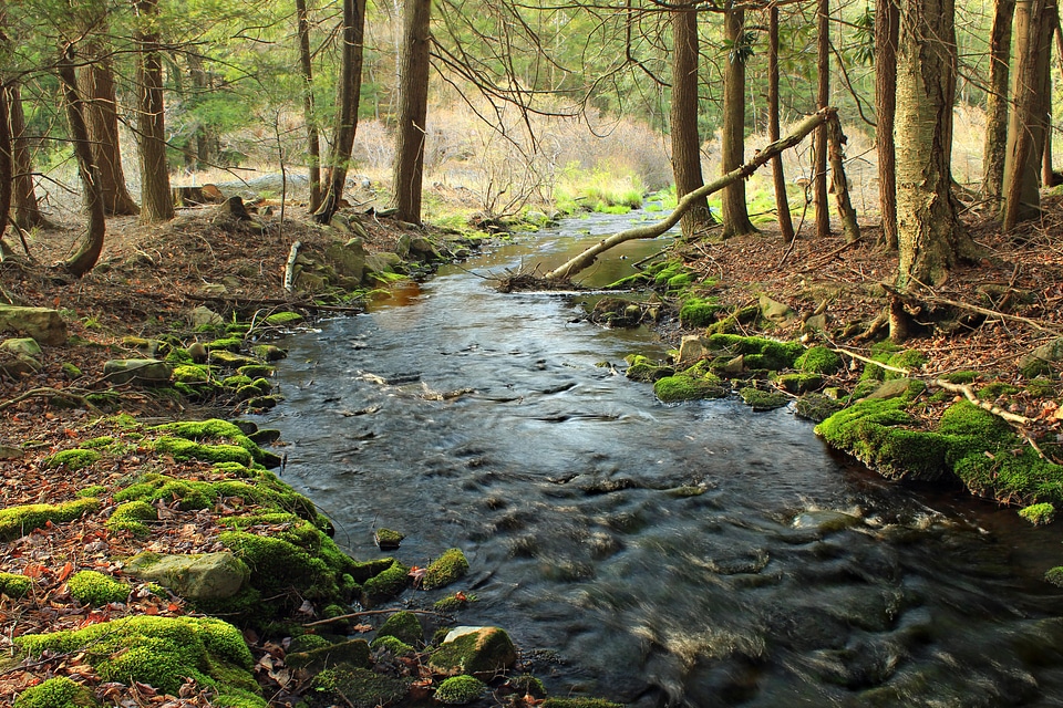 Creek ecology environment