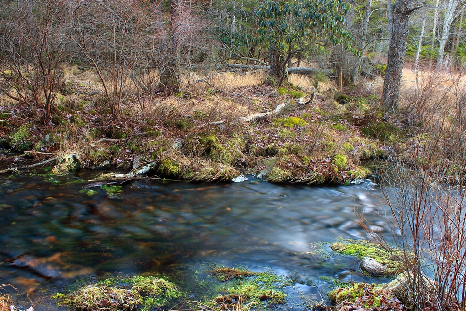 Beautiful creek ecology