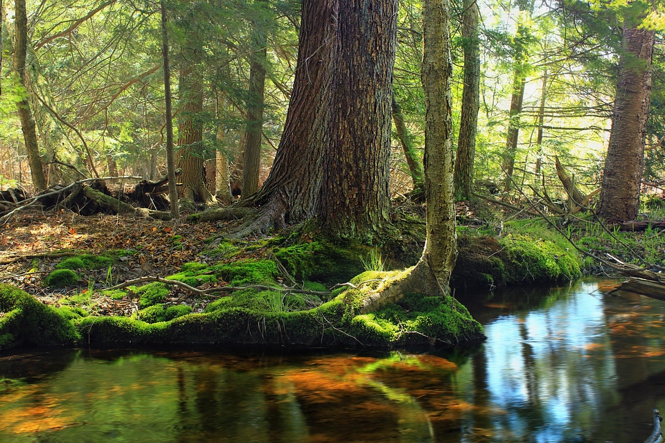 Creek dawn ecology