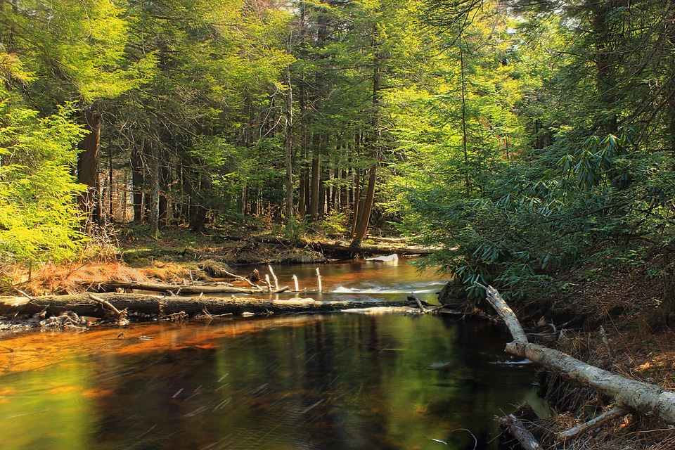 Creek ecology environment