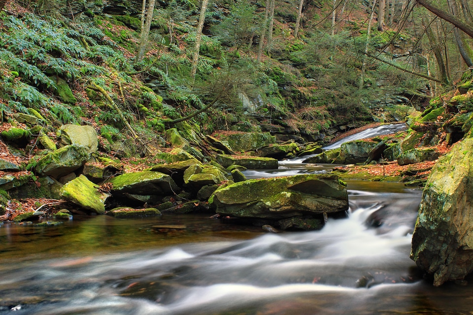 Creek ecology environment photo